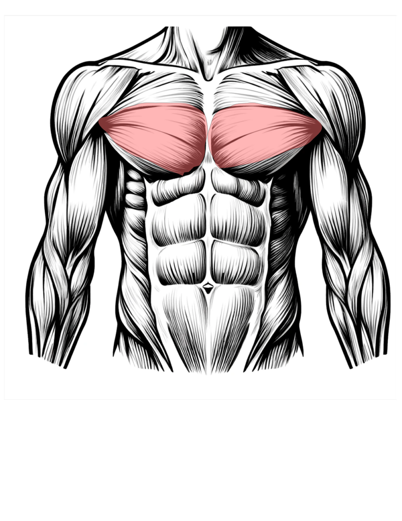 como aprender los músculos y tendones para los masajes descontracturantes